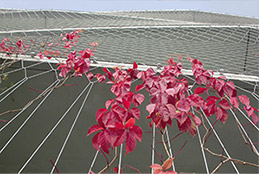 Ranken an Stahlseilnetzen